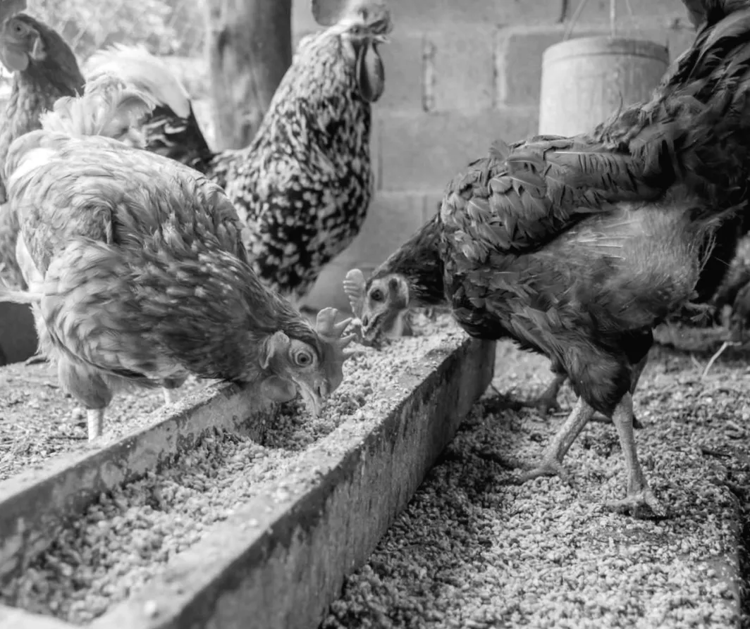 ТОП-5 порід яєчних курей, які здивують вас своєю продуктивністю та легкістю догляду