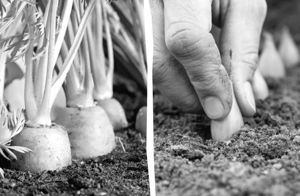 Найкращі та найгірші сусіди для моркви: що варто посадити поруч на грядці?