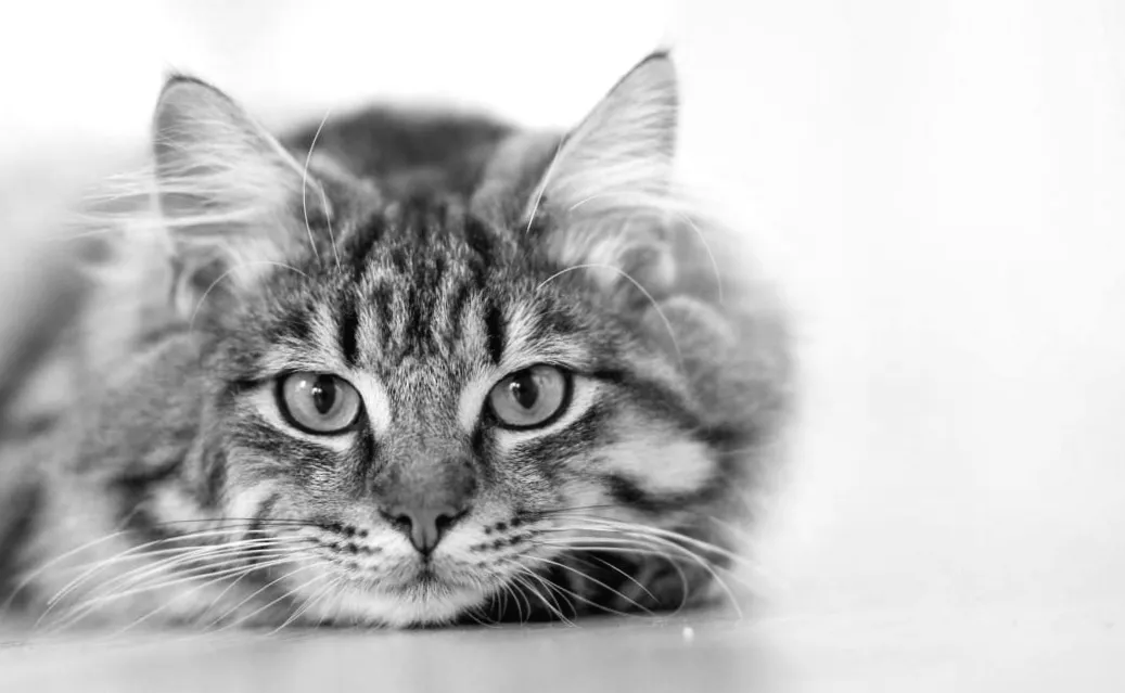 Таємниці котячого апетиту: чому тунць змушує вашого улюбленця йти на все