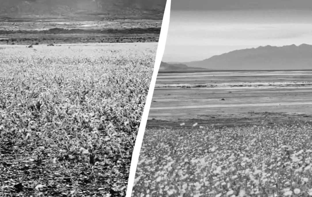 Долина Смерті перетворилась на кольоровий океан: таємниця рідкісного суперцвітіння приваблює туристів