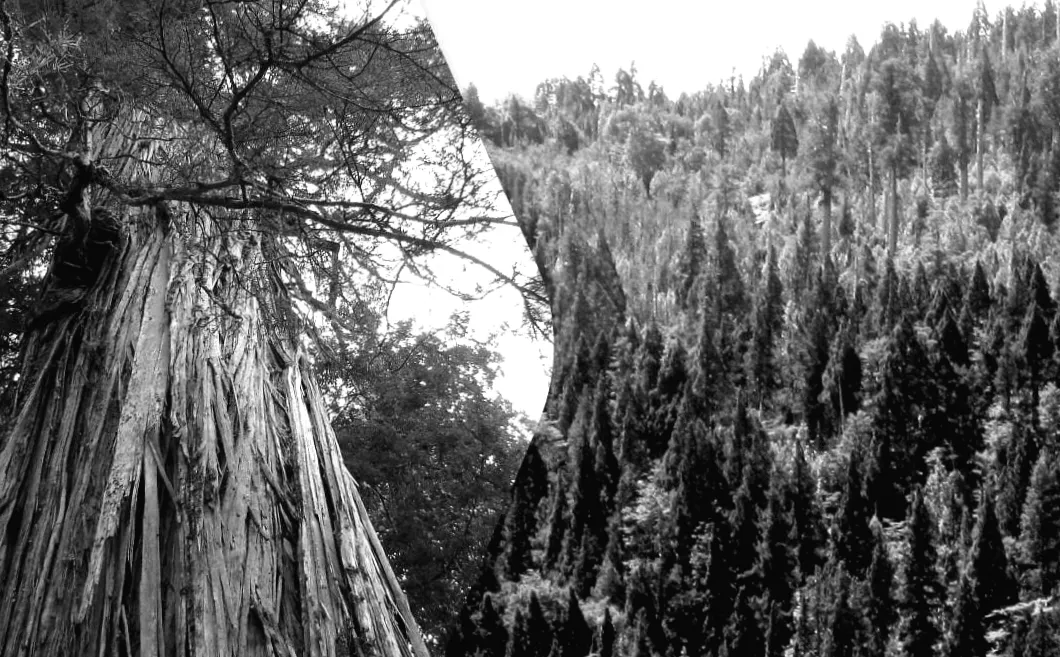 Під тінню гігантів: у Чилі відкрили сотні загадкових грибів, більшість із яких нові для науки