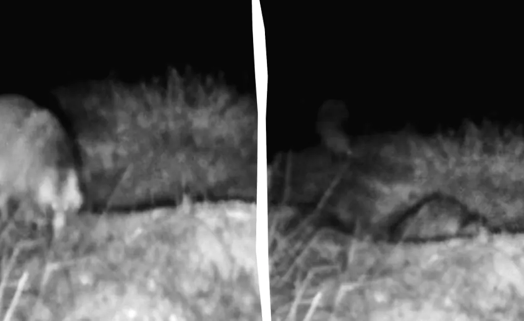 На Одещині спіймали цікаву тварину, що вміє прикидатися мертвою