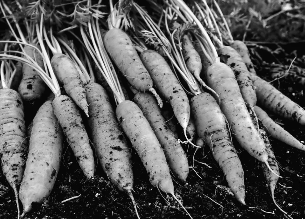 10 секретів, які допоможуть отримати найсолодшу моркву з насіння