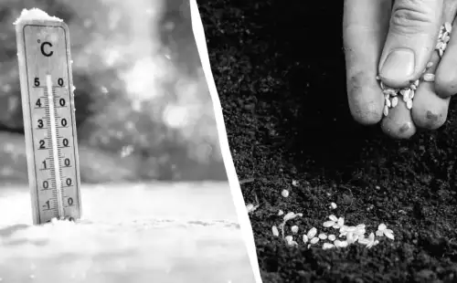 У лютому вже варто сіяти на розсаду: що готувати для повного городу в травні