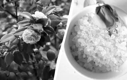 Таємниця англійської солі: як зробити троянди неймовірно квітучими