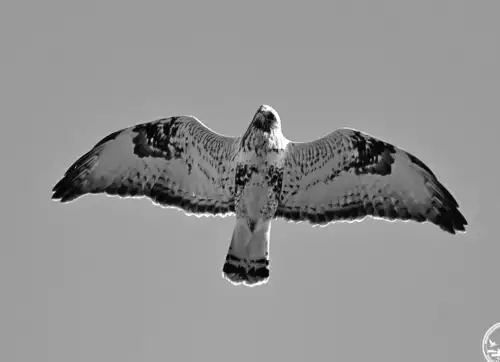 Таємничий гість над Чорнобилем: птах із незвичними мохнатими лапами в небі над зоною