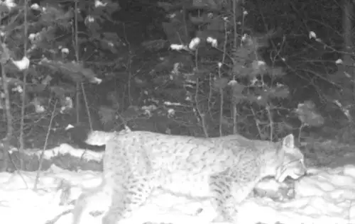 Таємничий гість Чорнобиля: у зоні відчуження помітили рідкісного пухнастого хижака з китицями на вухах