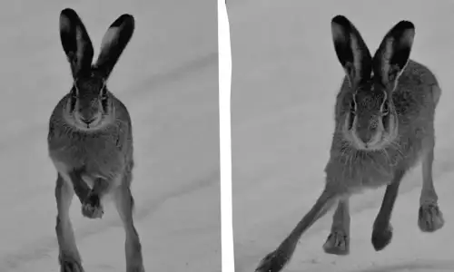 Заяць, що зупинив час: неймовірний момент біля Чорнобиля потрапив у кадр