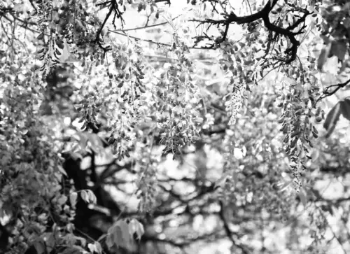 Обережно, небезпека: 11 квітів, які не слід висаджувати поруч із домом