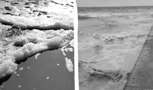 Втрата птахів: скільки їх загинуло внаслідок обстрілу порту на Одещині