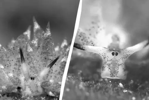 Морські таємниці: як тварина, що здатна до фотосинтезу, змінює уявлення про життя під водою