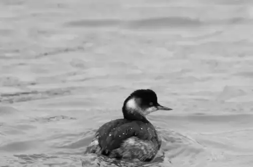 В Одещині гинуть загадкові птахи з червоними очима: як агресія РФ загрожує їхньому існуванню