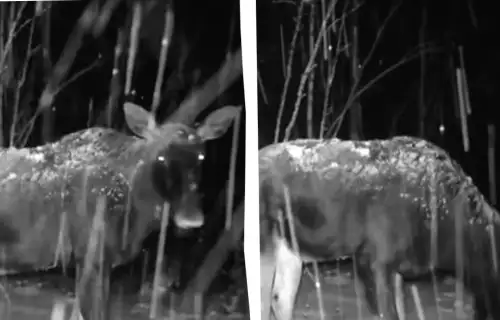 Таємнича істота з довгими ногами та густим хутром: нові фото поблизу Чорнобиля