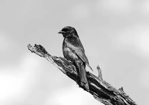 Вчені виявили птаха, який маніпулює іншими тваринами для власної вигоди – дослідження Forbes