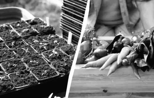 До кінця грудня: ідеальний час для посіву 3 овочів, які гарантовано принесуть врожай