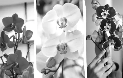 Таємниці догляду за орхідеєю після цвітіння: поради від досвідчених садівників