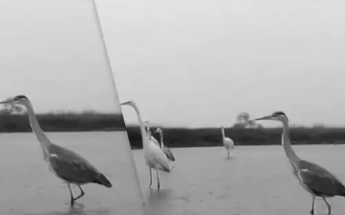 Великі птахи на Одещині: хто став їхньою новою здобиччю в водах регіону?