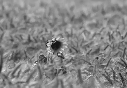 Хто замінив ЄС на ринку української агропродукції в 2025 році?