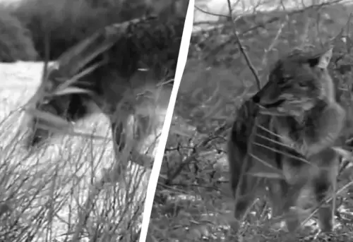 В Одеській області з’явився рідкісний «золотий вовчик»: вчені розкрили його таємниці