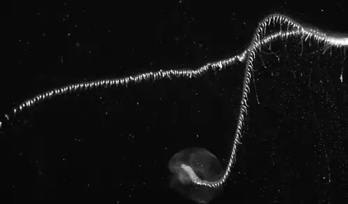 Довший за чотири автобуси: таємничий хижак, який загрожує життю людей