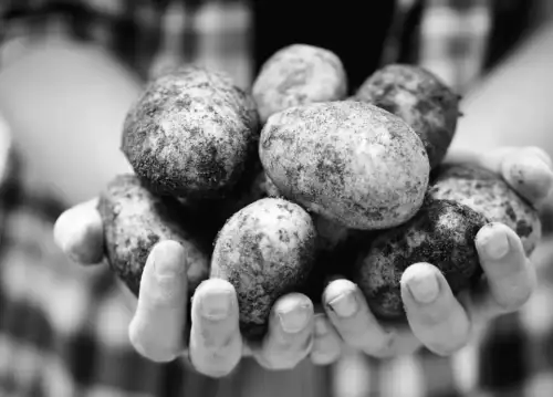 Україна різко збільшила імпорт картоплі: де шукати нові постачання?