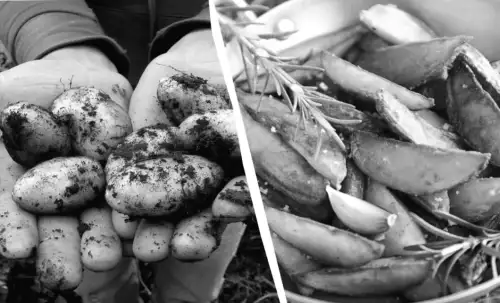 Фермери в Україні відзначили 6 найсмачніших сортів картоплі