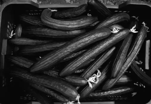 Тепличні огірки з України вражають ринок: чому ціни на них змінюються?