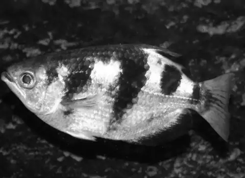 Риба, яка може розпізнавати людські обличчя: як це їй вдається — пояснення біолога