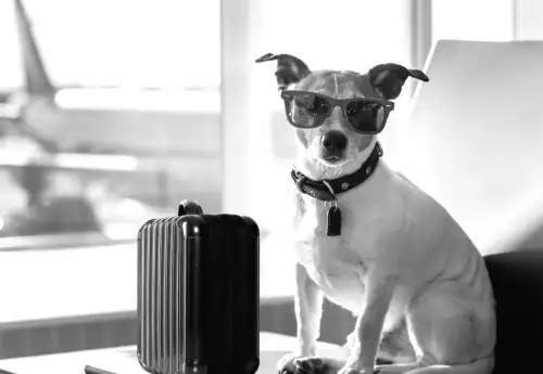 "Авіакомпанії, що дозволяють подорожувати з домашніми улюбленцями: важливі деталі для пасажирів"