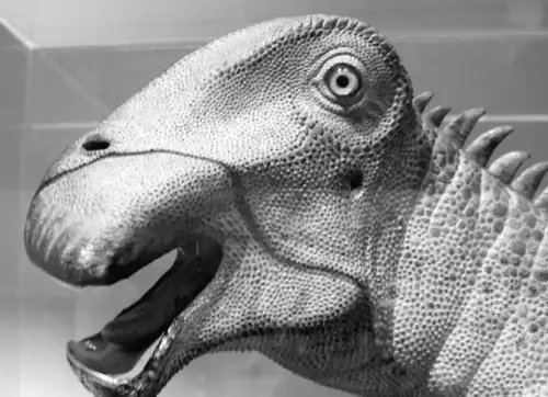 «Мезозойська корова» з минулого: біолог розкрив таємниці одного з найнезвичніших динозаврів в історії