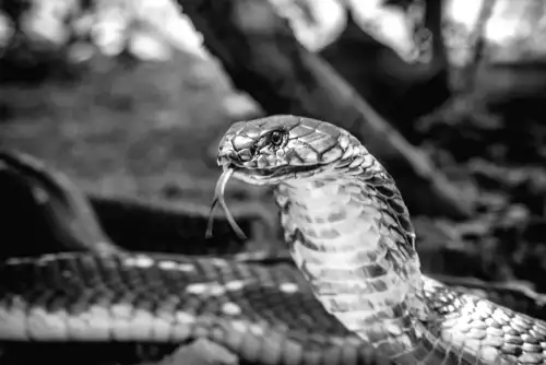 Кобри на колесах: як змії підкорюють нові куточки Індії – несподівані висновки дослідження