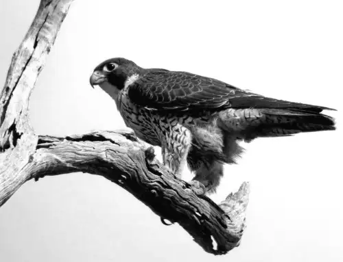 Птах, що розвиває швидкість понад 320 км/год: у Одеській області зробили унікальне спостереження