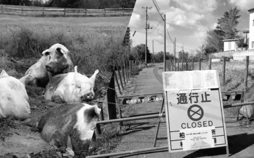 У Фукусімі після ядерної катастрофи з’явились дивовижні гібриди свиней і кабанів: що стоїть за цим феноменом?