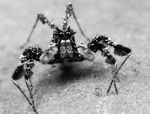 Малий мозок, великий розум: павук з неймовірними здібностями, про які не знали