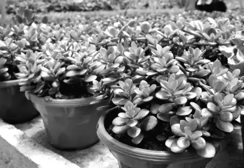 8 несподіваних причин, чому грошове дерево втрачає листя: поради садівників