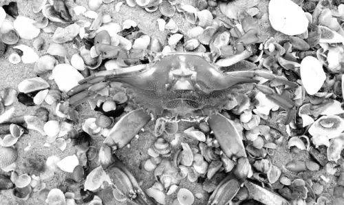 На узбережжі Одещини помітили незвичайного блакитного гостя, якого раніше не зустрічали