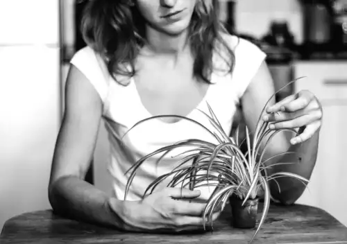 Січнева обрізка кімнатних рослин: 9 квітів, які потребують особливого догляду на початку року