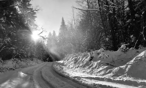 Сніг засипав ліси на Львівщині: фоторепортаж значення (не більше 80 знаків).