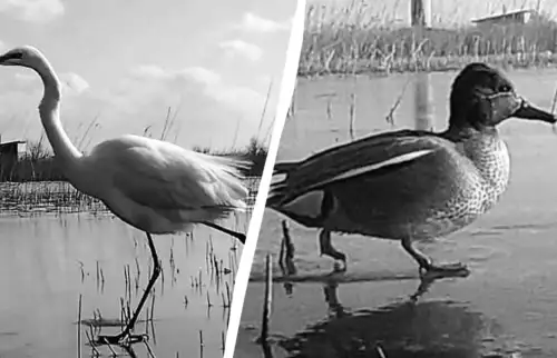 Одещина: птахи в пошуках їжі серед крижаних просторах лиманів