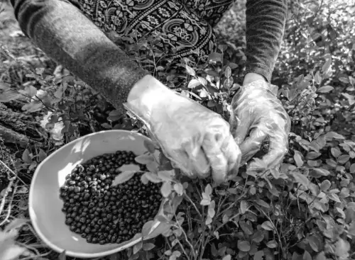 Кому довірять збір врожаю влітку: скільки готові заплатити українські фермери?