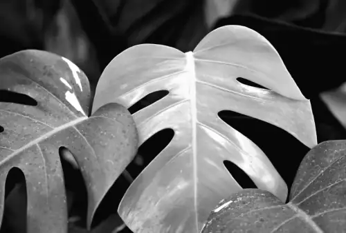 Що з монстерою? Як визначити недуг за її пожовклими листями