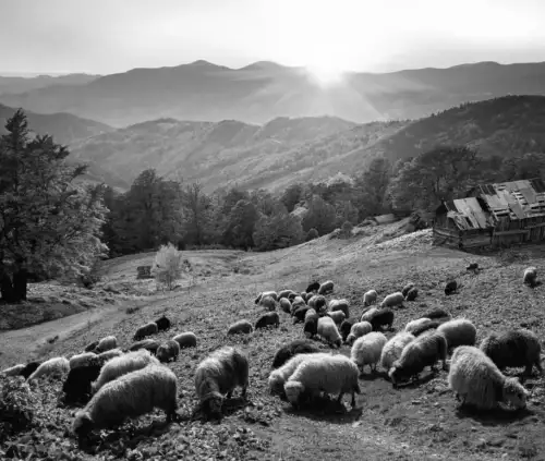 $20 мільярдів прибутку: яка аграрна галузь може змінити економічний ландшафт України?