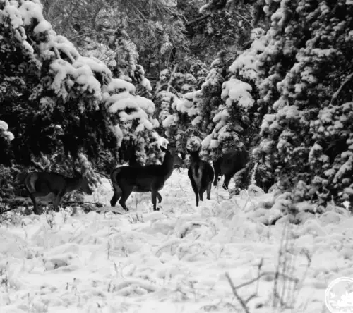 Таємничі гості біля Чорнобиля: унікальні фото оленів на забрудненій території
