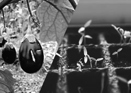 Коли насправді починати сіяти баклажани в Україні: секрети ідеальної розсади