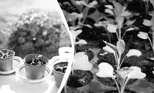 Триразове збільшення врожаю: секрети правильного підсвічування розсади фітолампою