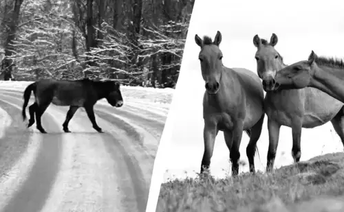 У зоні Чорнобиля помітили рідкісного коня, що несподівано вирушив через автошлях