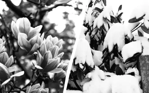 6 порад, як захистити магнолію від замерзання взимку