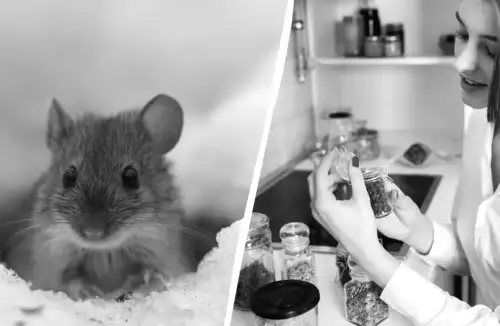 Без отрут і пасток: несподіваний зимовий спосіб захистити сад від щурів і мишей
