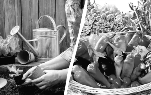 Посів у лютому 2026 року: ключові дати для успішної розсади