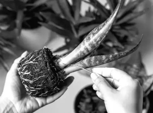 7 таємничих рослин, що можуть змінити енергетику вашого дому на краще